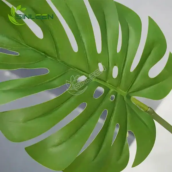 filodendro monstera Philodendron Monstera Deliciosa