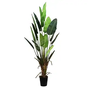 250cm Bird of Paradise