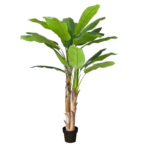 200cm banana tree