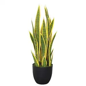 sansevieria