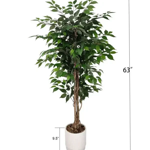 Ficus.jpg Ficus.jpg