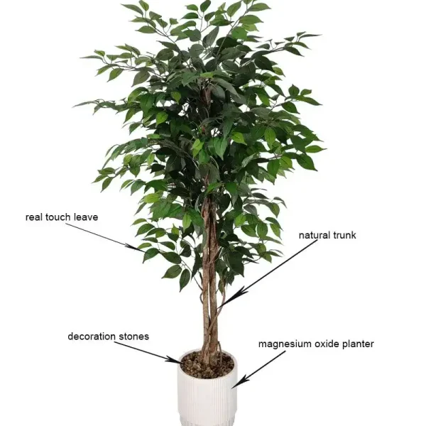 ficus2.jpg ficus2.jpg
