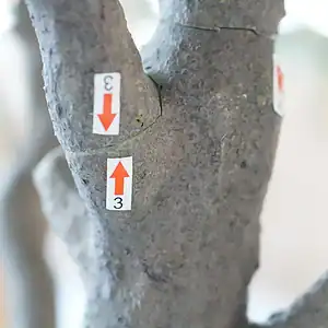 large faux olive tree large faux olive tree