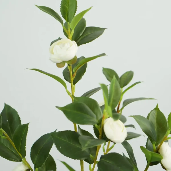 DSC01359 white camellia tree