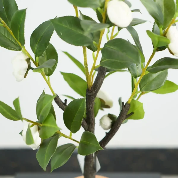 DSC01360 white camellia tree