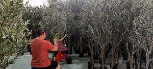 artificial plant supplier