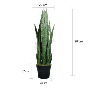 90CM12头绿虎皮兰尺寸