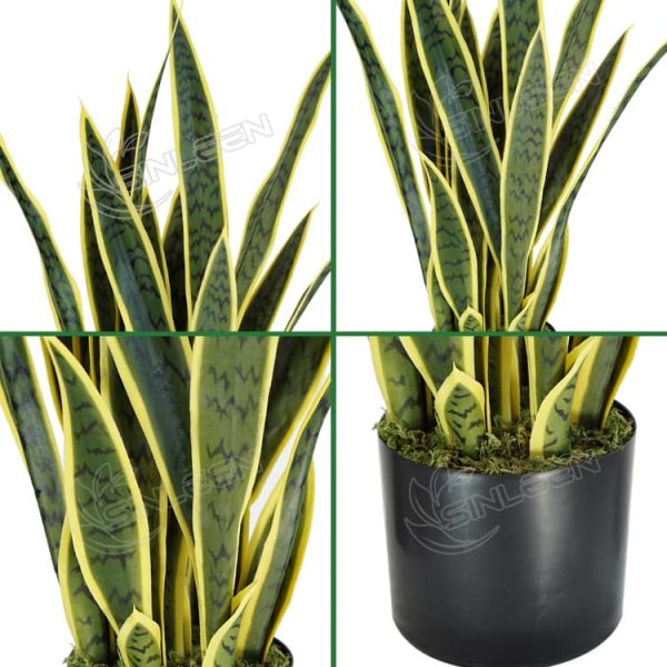 snake plant snake plant