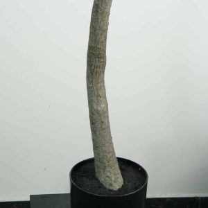 faux 8' olive tree (1) faux 8' olive tree