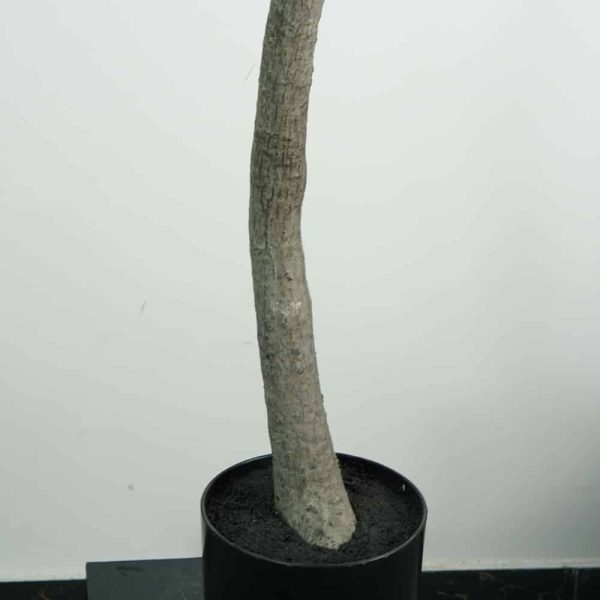 faux 8' olive tree (1) faux 8' olive tree