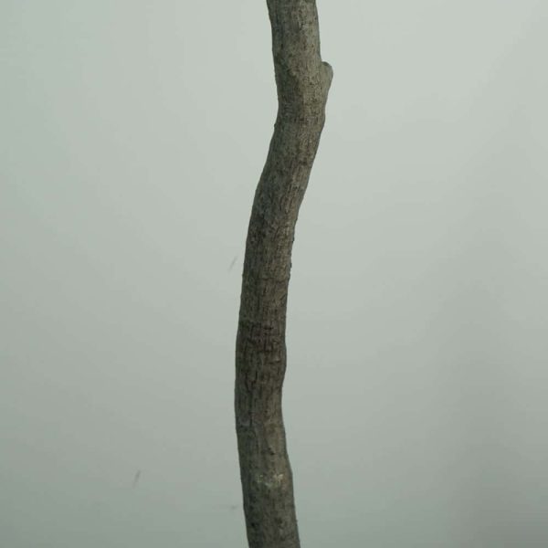 faux 8' olive tree (4) faux 8' olive tree