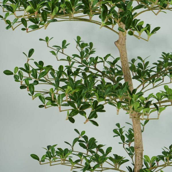faux black olive tree 180cm (2) Faux Potted Black Olive Tree