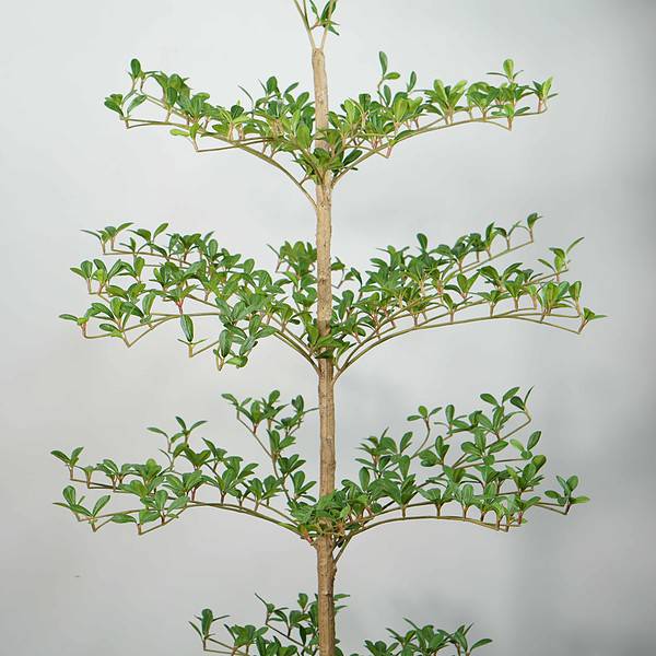 faux black olive tree (2) black olive tree faux