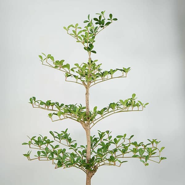 faux black olive tree (2) faux shady lady tree