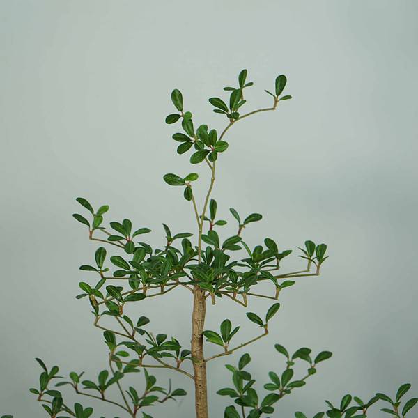 faux black olive tree (2) shady lady faux tree