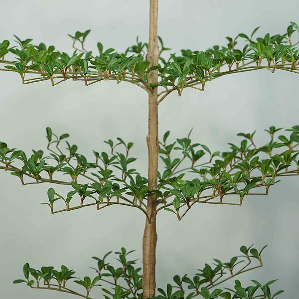 faux black olive tree (2) faux black olive tree