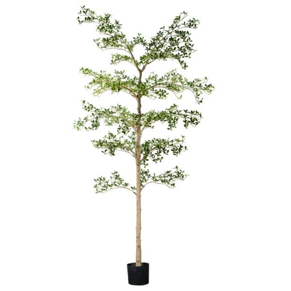 Faux Bucida Buceras (240cm)